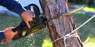 Best Tree Trimming and Pruning  in Columbus, WI