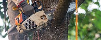 Best Tree Removal  in Columbus, WI