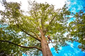Best Tree Preservation Services  in Columbus, WI