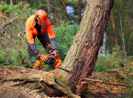 Best Leaf Removal  in Columbus, WI