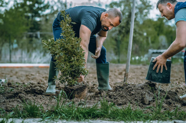 Best Artificial Turf Installation  in Columbus, WI