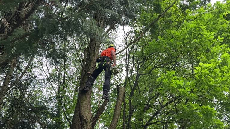 Best Storm Damage Tree Cleanup  in Columbus, WI