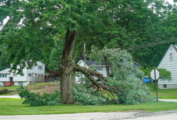  Columbus, WI Tree Services Pros